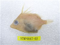 藏品(擬三棘魨)的圖片